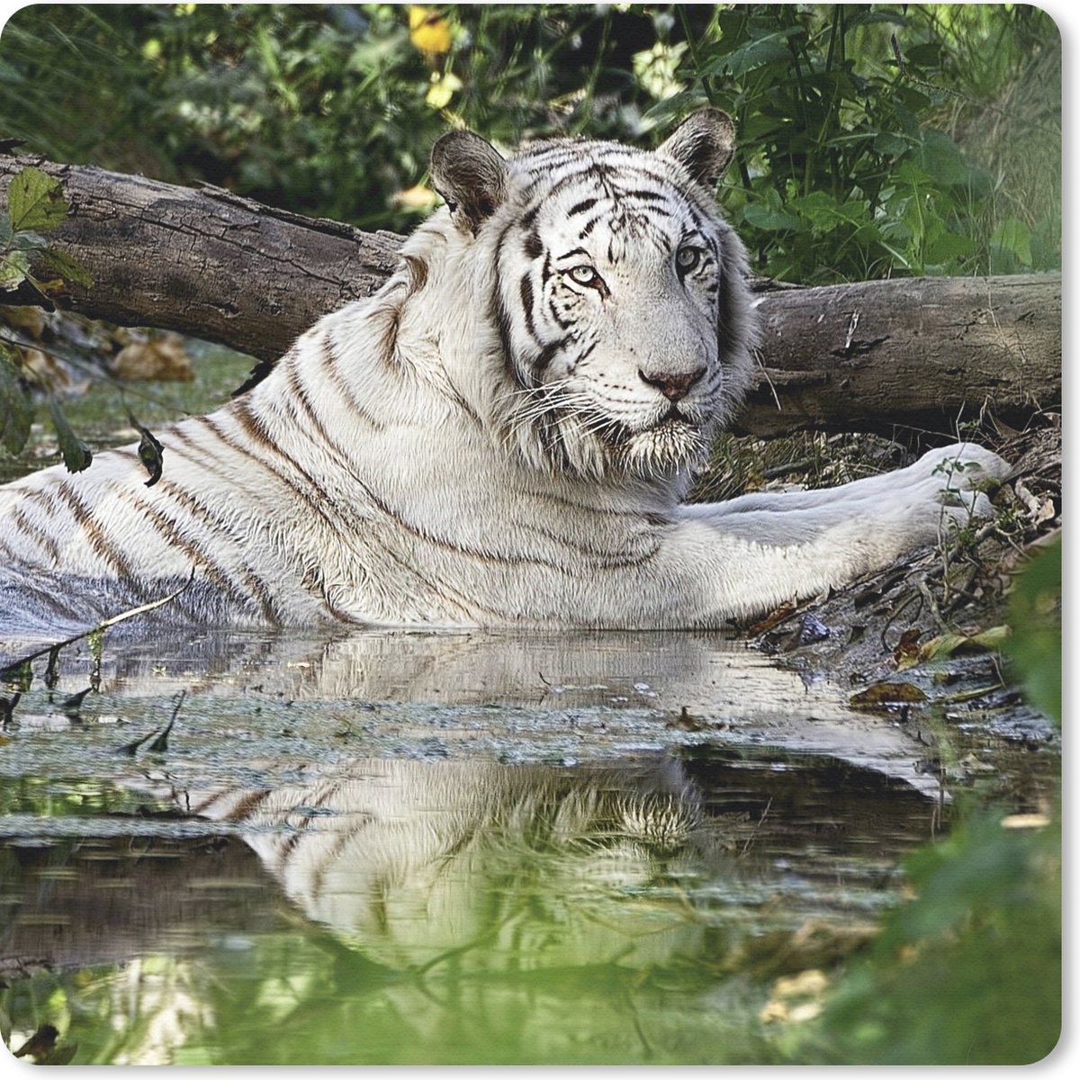 Muismat 30x30 cm - Mousepad Witte tijger in het water - Muismatten
