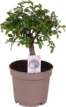 Bonsai van Botanicly – Bonsai – Hoogte: 15 cm – Bonsai