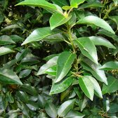 Boomvorm- Portugese laurierkers - Prunus lusitanica | Omtrek: 18-25 cm | Hoogte: 400 cm