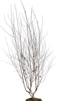 Witte berk - Betula utilis 'Doorenbos' meerstammig | Hoogte: 300-350 cm