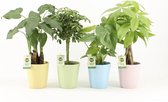 Jungle Mix in Pastel Keramiek ↨ 40cm - 4 stuks - hoge kwaliteit planten