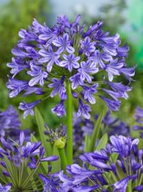 35x Afrikaanse lelie 'Agapanthus blauw' - BULBi® bloembollen en planten met bloeigarantie