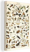 Canvas - Dieren - Insecten - Design - Vintage - Wanddecoratie - Schilderij - Canvasdoek - 20x30 cm