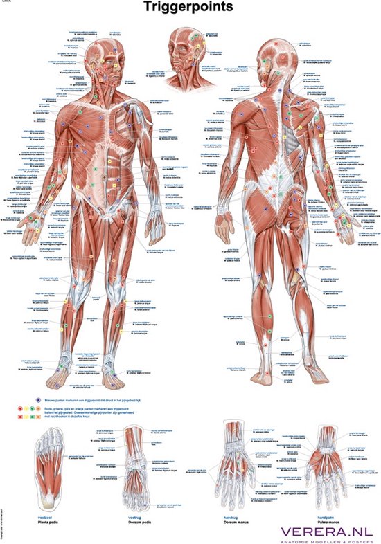 Het menselijk lichaam - anatomie poster triggerpoints (Nederlands/Latijn, papier, 50x70 cm)