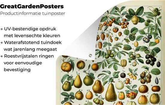 Affiche de jardin Fruit - Poire - Raisin - 90x120 cm