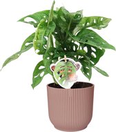 Monstera Obliqua ‘Monkey Leaf’ in ELHO Vibes Fold Rond (delicaat roze) ↨ 35cm - hoge kwaliteit planten