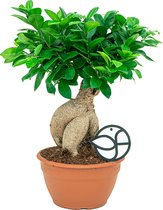 Ficus Microcarpa Compacta | Bonsai