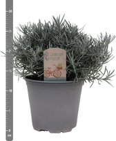 Hagen en struiken van Botanicly – 3 × Helichrysum Italicum – Hoogte: 20 cm