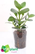 Kamerplanten van Botanicly – 2 × Varkensboom – Hoogte: 15 cm – Clusia