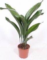 Kamerplanten van Botanicly – 2 × Kwartjesplant – Hoogte: 60 cm – Aspidistra elatior