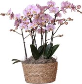 Kolibri Orchids | Complete Orchideeën set in Reed Basket | drie Kikkion orchideeën in rieten schaal incl. watergeefsysteem - Ø30cm