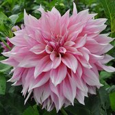 Dahlia Café au Lait  Royal