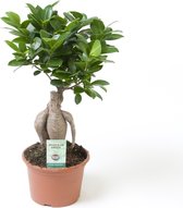 Kamerplant van Botanicly – Chinese vijg – Hoogte: 30 cm – Ficus microcarpa Ginseng