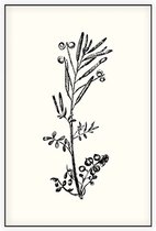 Kleine Veldkers zwart-wit (Hairy Bitter Cress) - Foto op Akoestisch paneel - 100 x 150 cm