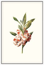Impatiens Balsamina (Balsam White) - Foto op Akoestisch paneel - 80 x 120 cm