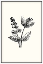 Actaea zwart-wit (Baneberry) - Foto op Akoestisch paneel - 80 x 120 cm