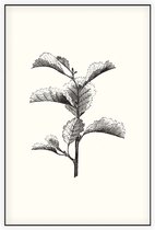 Els zwart-wit (Leaved Alder) - Foto op Akoestisch paneel - 60 x 90 cm