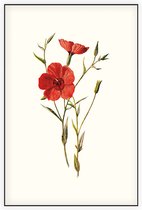 Linum Grandiflorum (Crimson Flax White) - Foto op Akoestisch paneel - 80 x 120 cm