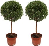 Bomen van Botanicly – 2 × Myrtus communis – Hoogte: 35 cm