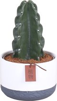 Cactus van Botanicly – Cuddly Cactus – Hoogte: 20 cm