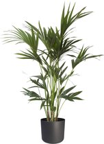 FloriaFor - Kentia Palm In ELHO B.for Soft Sierpot (antraciet) - - ↨ 110cm - ⌀ 22cm