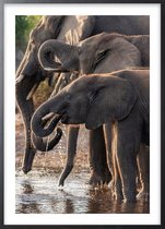 Poster Met Zwarte Lijst - Afrikaanse Olifanten Poster