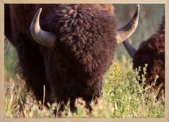 Poster Met Eiken Lijst - Buffalo Grazing Poster