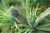 Canvas Schilderij Ananas plant