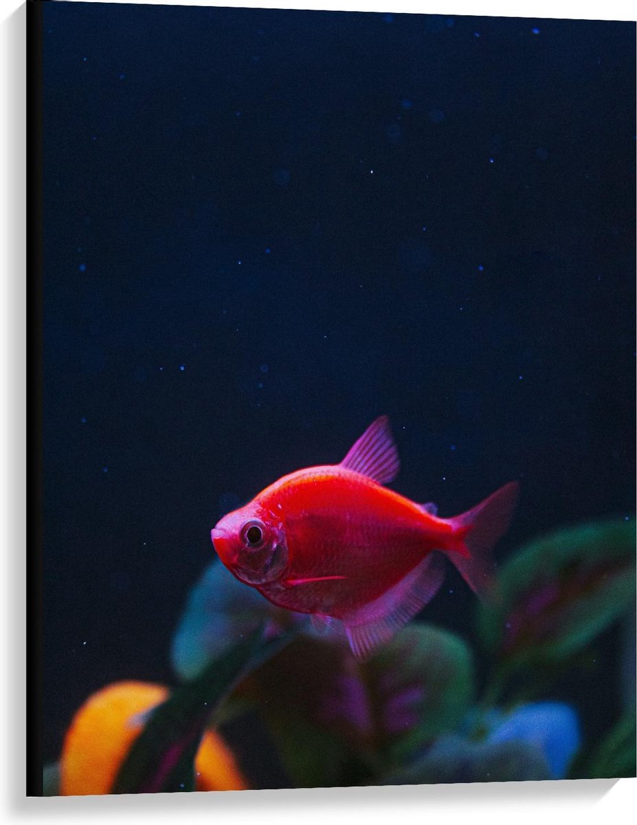 Canvas - Rood Visje in Aquarium - 75x100cm Foto op Canvas Schilderij (Wanddecoratie op Canvas)
