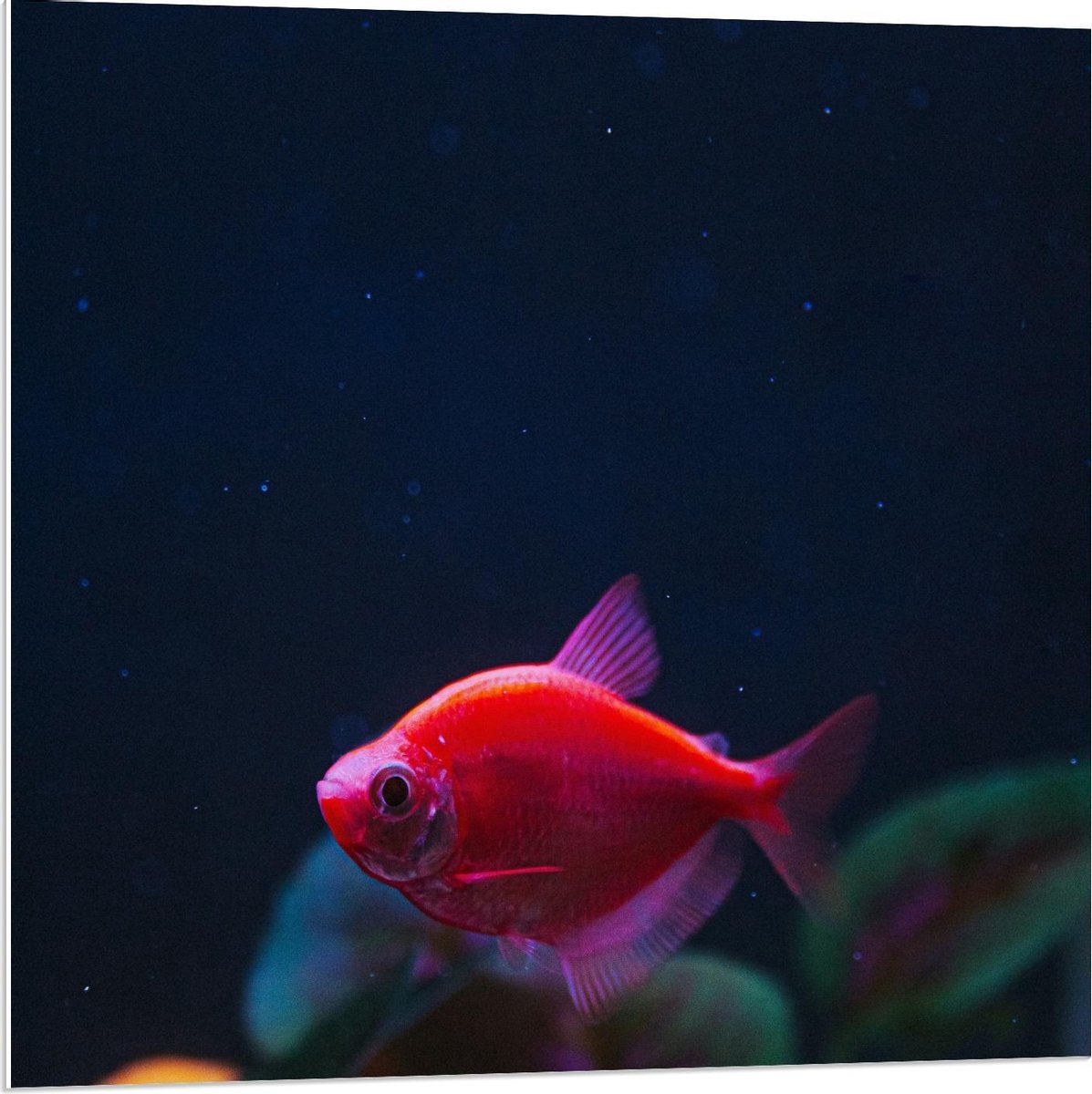 Forex - Rood Visje in Aquarium - 80x80cm Foto op Forex
