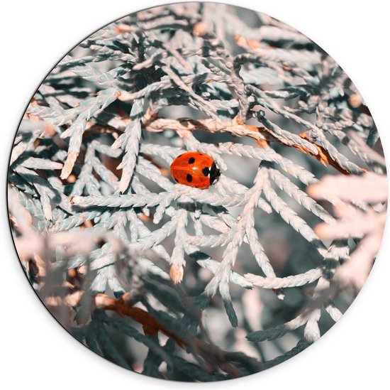 Dibond Wandcirkel - Lieveheersbeestje tussen de Witte Takjes  - 70x70cm Foto op Aluminium Wandcirkel (met ophangsysteem)