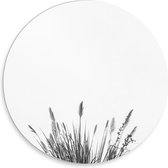 Forex Wandcirkel - Riet Planten op Witte Achtergrond  - 30x30cm Foto op Wandcirkel (met ophangsysteem)