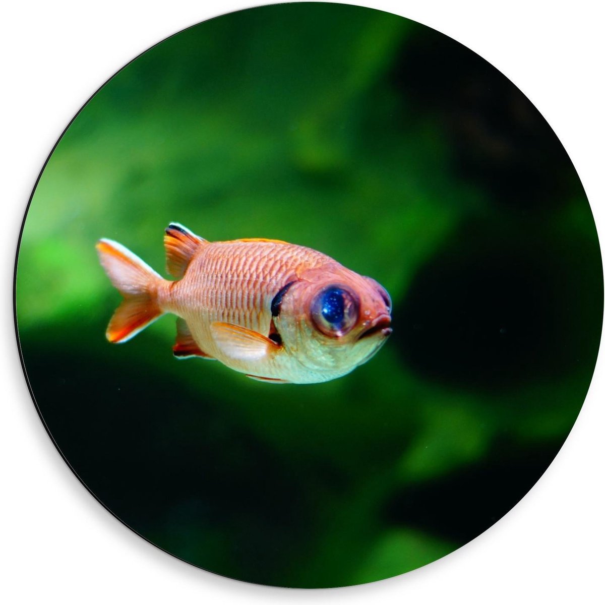 Dibond Wandcirkel - Rode Vis in Aquarium - 50x50cm Foto op Aluminium Wandcirkel (met ophangsysteem)