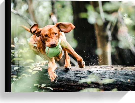 Canvas  - Springende Hond over Boomstam met Speeltje - 40x30cm Foto op Canvas Schilderij (Wanddecoratie op Canvas)