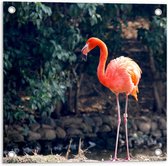 Tuinposter – Eenzame Roze Flamingo - 50x50cm Foto op Tuinposter  (wanddecoratie voor buiten en binnen)