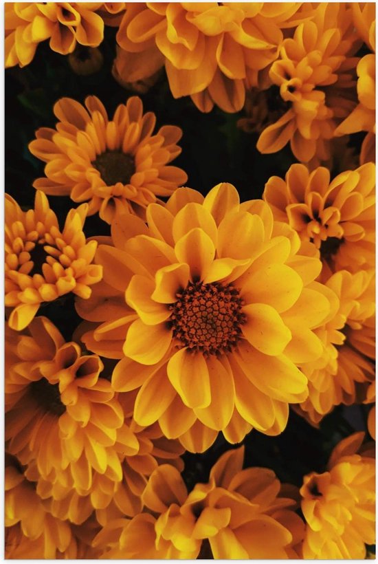 Poster – Bloemenveld van Oranje bloemen - 60x90cm Foto op Posterpapier