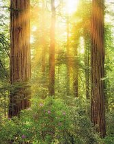 Fotobehang - Redwood 200x250cm - Vliesbehang