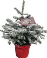 Hagen en struiken van Botanicly – Dwergspar – Hoogte: 75 cm – Picea glauca Conica