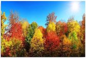 Schilderij - Bos in de herfst, multikleur, 1 deel