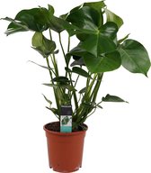 Kamerplant van Botanicly – Gatenplant – Hoogte: 65 cm – Monstera Deliciosa