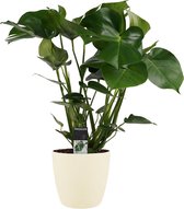 Kamerplant van Botanicly – Gatenplant incl. crème kleurig sierpot als set – Hoogte: 65 cm – Monstera Deliciosa