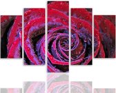 Schilderij , Rood paarse Roos , 4 maten , 5 luik , wanddecoratie , Premium print , XXL