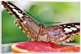 Forex - Vlinder op Stuk Fruit - 60x40cm Foto op Forex