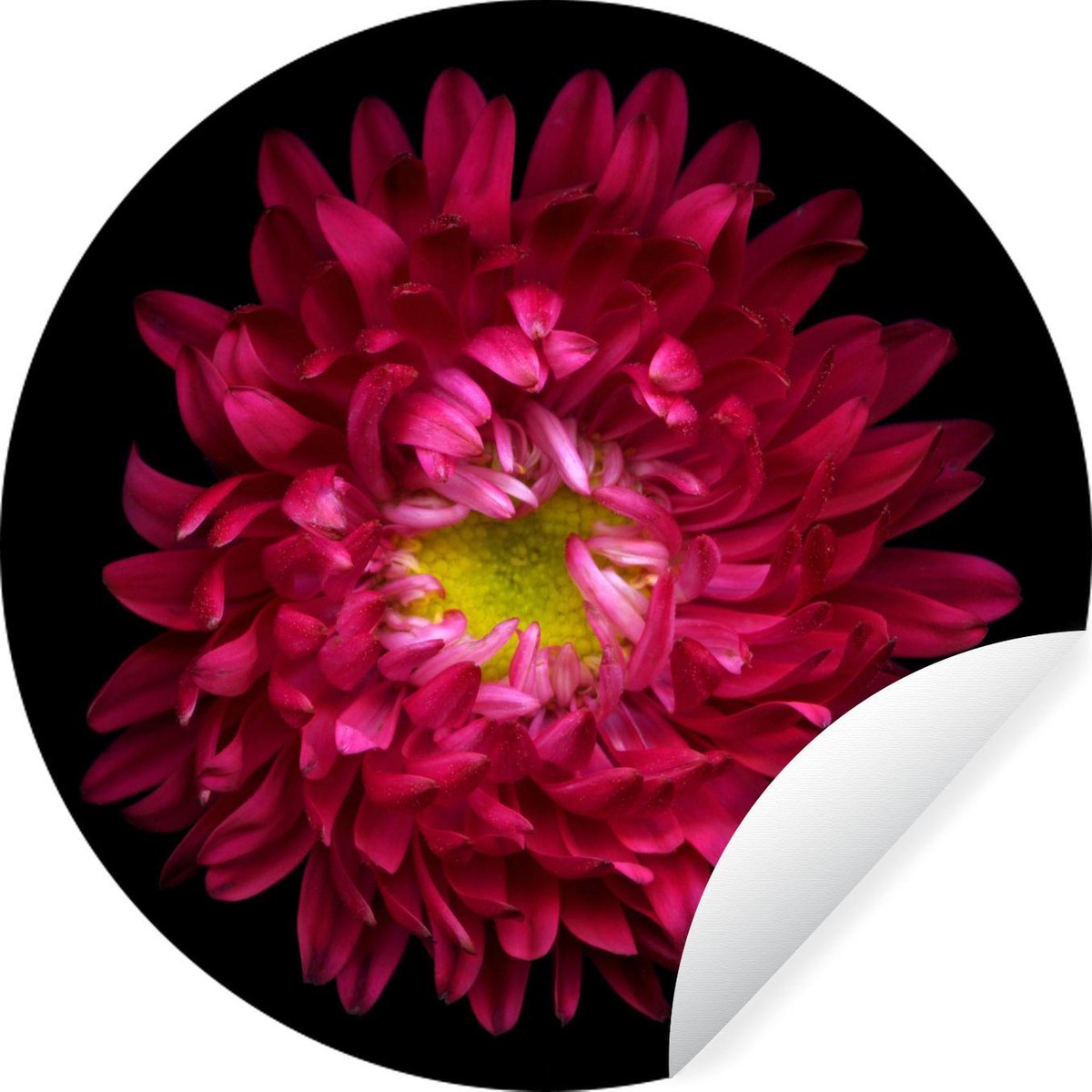 Aster op een zwarte achtergrond Wandcirkel behangsticker ⌀ 140 cm / behangcirkel / muurcirkel / wooncirkel - zelfklevend & rond uitgesneden