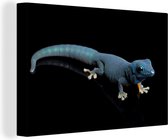 Bleu gecko sur toile fond noir 2cm 90x60 cm - impression photo sur toile peinture (Décoration murale salon / chambre à coucher) / Animaux sauvages Peintures Toile
