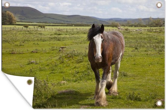Cheval Clydesdale dans le jardin de pâturage affiche toile lâche