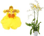 Orchidee van Botanicly – Orchidee – Hoogte: 50 cm, 2 takken – Oncidium Münsterland Stern