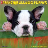 Franse Bulldog Puppies Kalender 2021