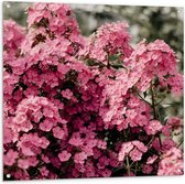 Tuinposter – Roze Bloemetjes - 100x100cm Foto op Tuinposter  (wanddecoratie voor buiten en binnen)