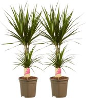 Hellogreen Kamerplanten - Set van 2 - Dracaena Drakenbloedboom Marginata - ↕ 80 cm